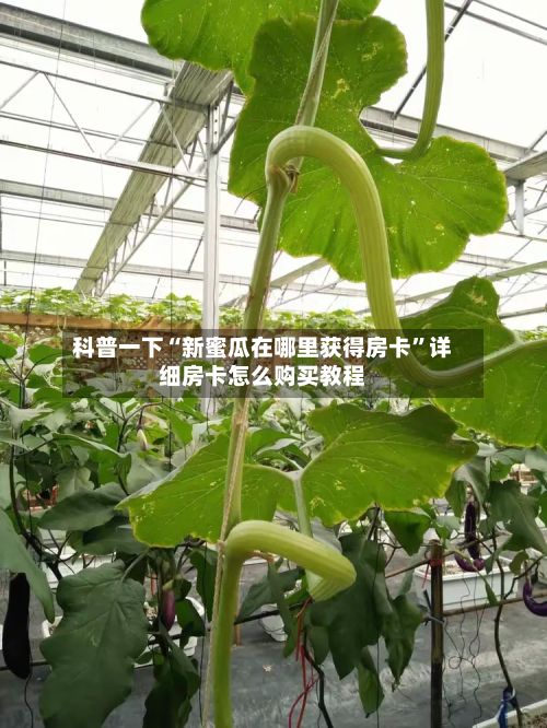 科普一下“新蜜瓜在哪里获得房卡”详细房卡怎么购买教程-第2张图片
