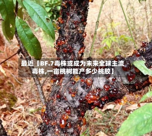 最近【BF.7毒株或成为未来全球主流毒株,一亩桃树能产多少桃胶】