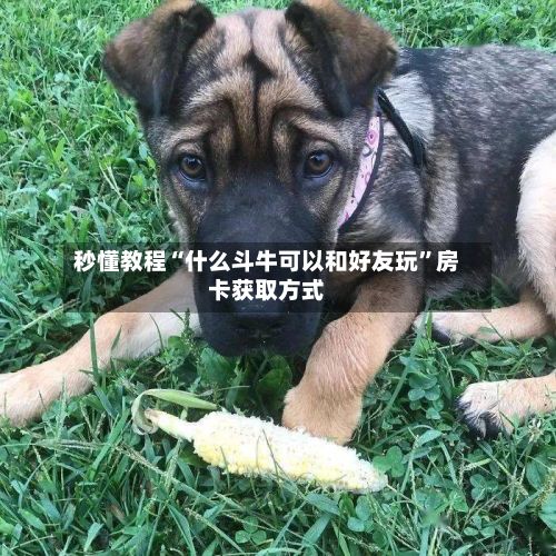 秒懂教程“什么斗牛可以和好友玩”房卡获取方式