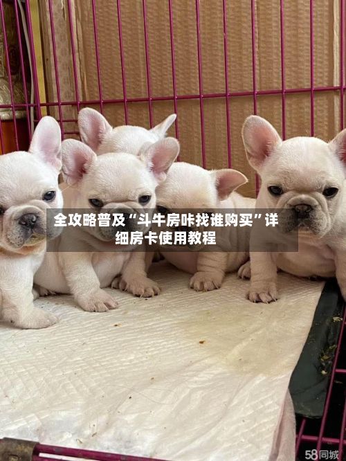 全攻略普及“斗牛房咔找谁购买”详细房卡使用教程-第3张图片