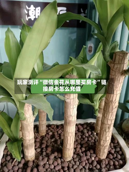 玩家测评“微信金花从哪里买房卡	”链接房卡怎么充值-第2张图片