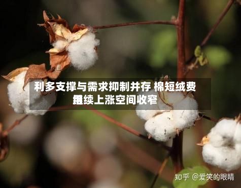 利多支撑与需求抑制并存 棉短绒费用继续上涨空间收窄-第1张图片