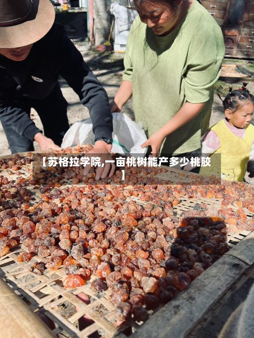 【苏格拉学院,一亩桃树能产多少桃胶】-第2张图片