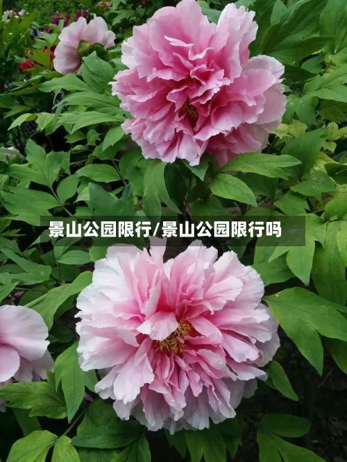 景山公园限行/景山公园限行吗