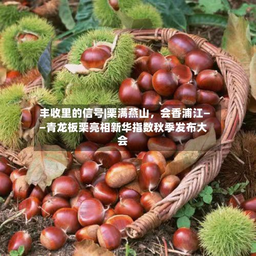 丰收里的信号|栗满燕山，会香浦江——青龙板栗亮相新华指数秋季发布大会