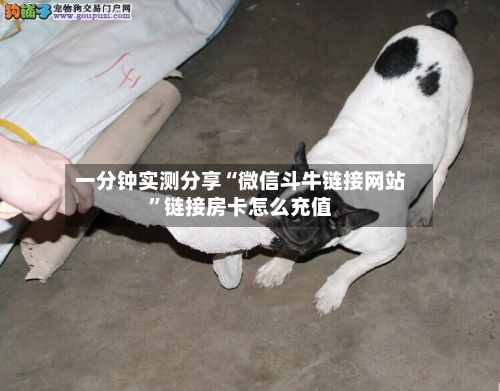 一分钟实测分享“微信斗牛链接网站”链接房卡怎么充值-第2张图片